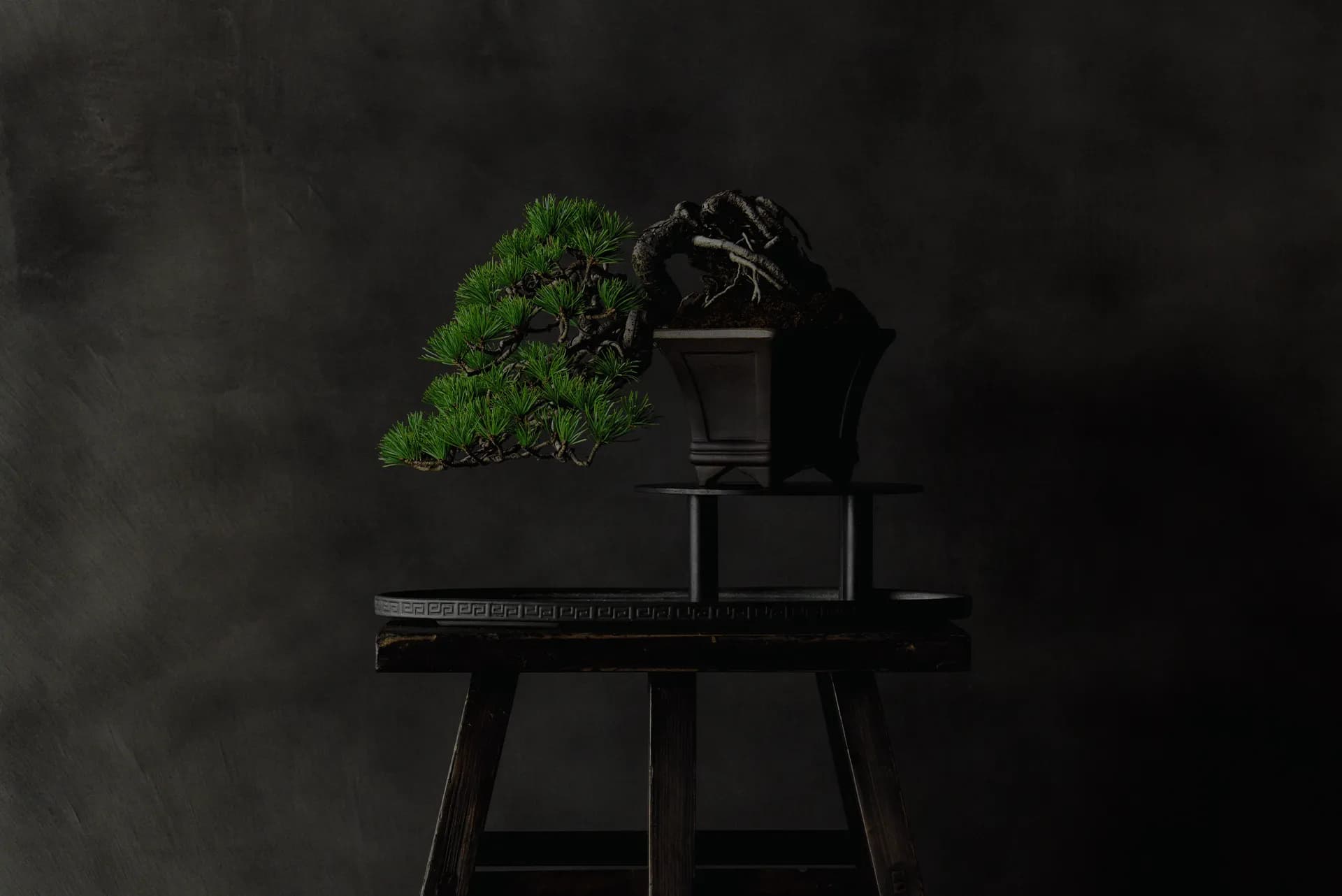 Un jardin miniature l'art du bonsaï